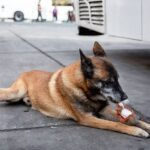 ببینید | کشف مواد مخدر توسط سگ‌های مواد یاب پلیس