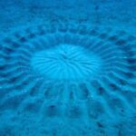 ببینید | طراحی شگفت‌انگیر ماهی بادکنکی در کف اقیانوس