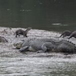 ببینید | آزار و اذیت تمساح بدون دُم توسط سمورهای آبی