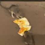 ببینید | نبرد جالب موش‌ها بر سر یک بُرش پیتزا