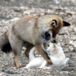 ببینید | رفاقت بامزه و جالب یک گربه با روباه