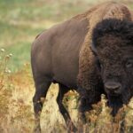 ببینید | لحظه حمله هولناک بوفالو به ماشین گردشگران