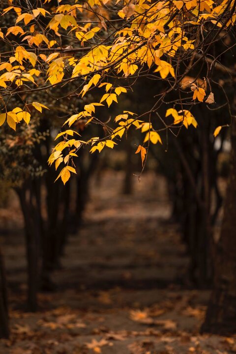 حال و هوای پاییزی پارک‌ لاله تهران