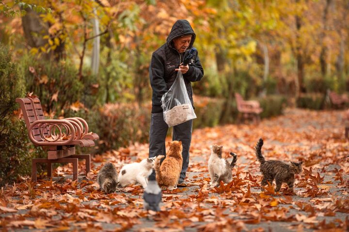 حال و هوای پاییزی پارک‌ لاله تهران