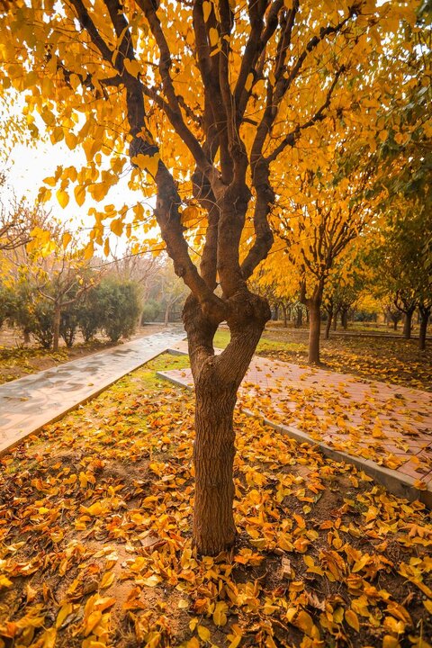 حال و هوای پاییزی پارک‌ لاله تهران