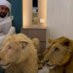 ببینید | غرش‌های ترسناک دو شیر در کنار تخت‌خواب شیخ عربی!