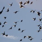 ببینید پیش بینی جالب پرندگان از زلزله قبل از وقوع