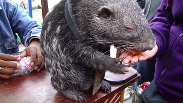 موش غولپیکر در تله عکاسان افتاد!/ عکس موش غولپیکر در تله عکاسان افتاد!/ عکس