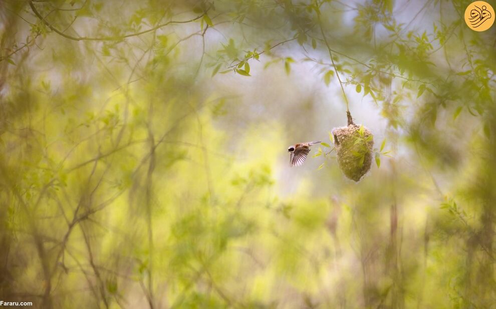 (تصاویر) مسابقه عکاسی حفاظت از طبیعت در سال ۲۰۲۳