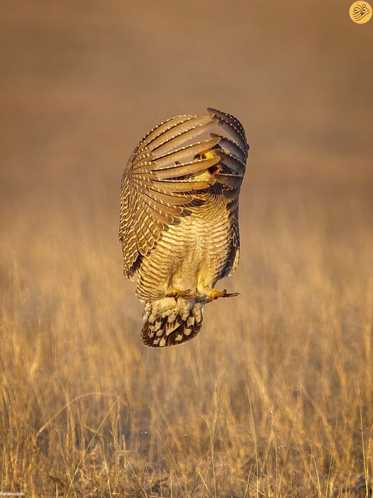 (تصاویر) مسابقه عکاسی حفاظت از طبیعت در سال ۲۰۲۳