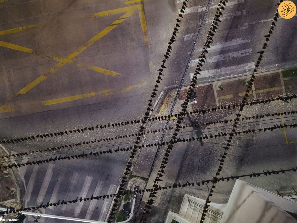 (تصاویر) مسابقه عکاسی حفاظت از طبیعت در سال ۲۰۲۳