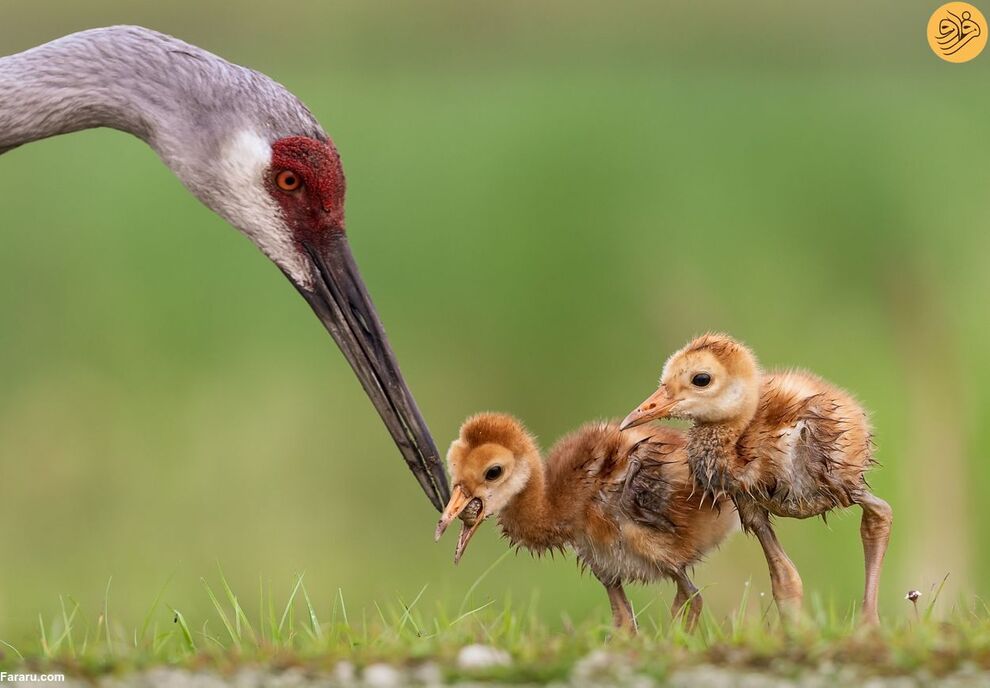 (تصاویر) مسابقه عکاسی حفاظت از طبیعت در سال ۲۰۲۳