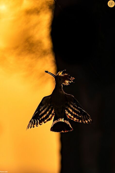 (تصاویر) مسابقه عکاسی حفاظت از طبیعت در سال ۲۰۲۳