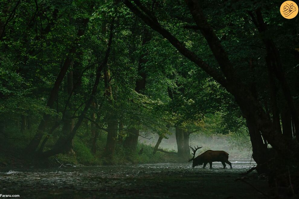 (تصاویر) مسابقه عکاسی حفاظت از طبیعت در سال ۲۰۲۳