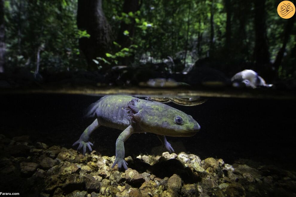 (تصاویر) مسابقه عکاسی حفاظت از طبیعت در سال ۲۰۲۳