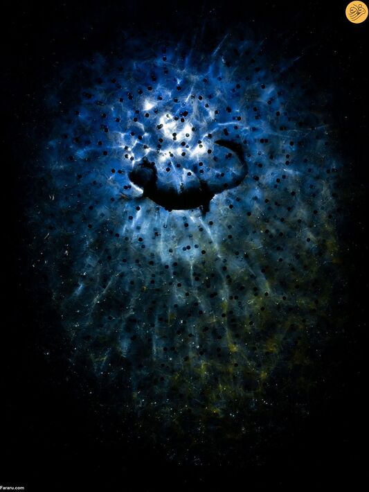 (تصاویر) مسابقه عکاسی حفاظت از طبیعت در سال ۲۰۲۳