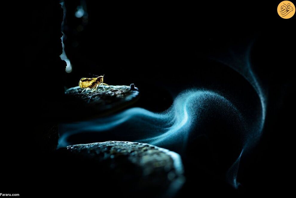 (تصاویر) مسابقه عکاسی حفاظت از طبیعت در سال ۲۰۲۳