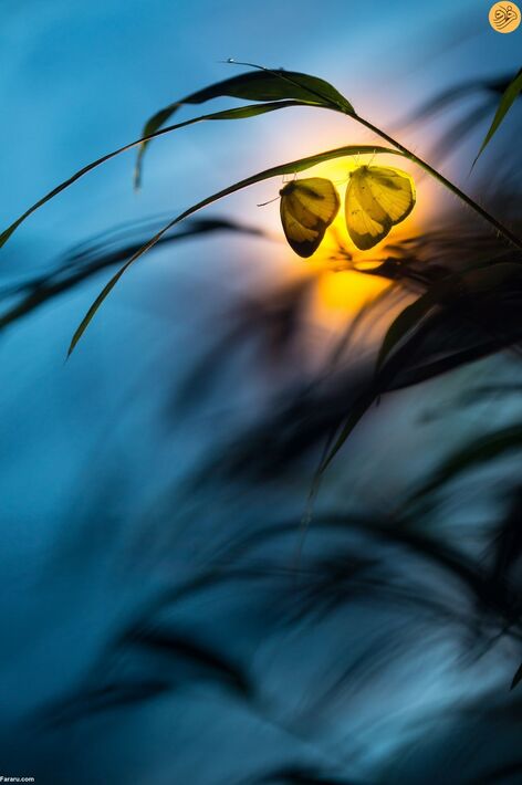 (تصاویر) مسابقه عکاسی حفاظت از طبیعت در سال ۲۰۲۳