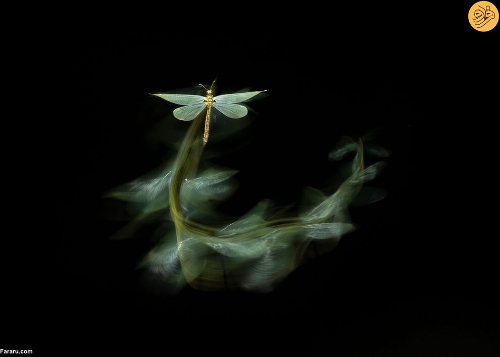 (تصاویر) مسابقه عکاسی حفاظت از طبیعت در سال ۲۰۲۳