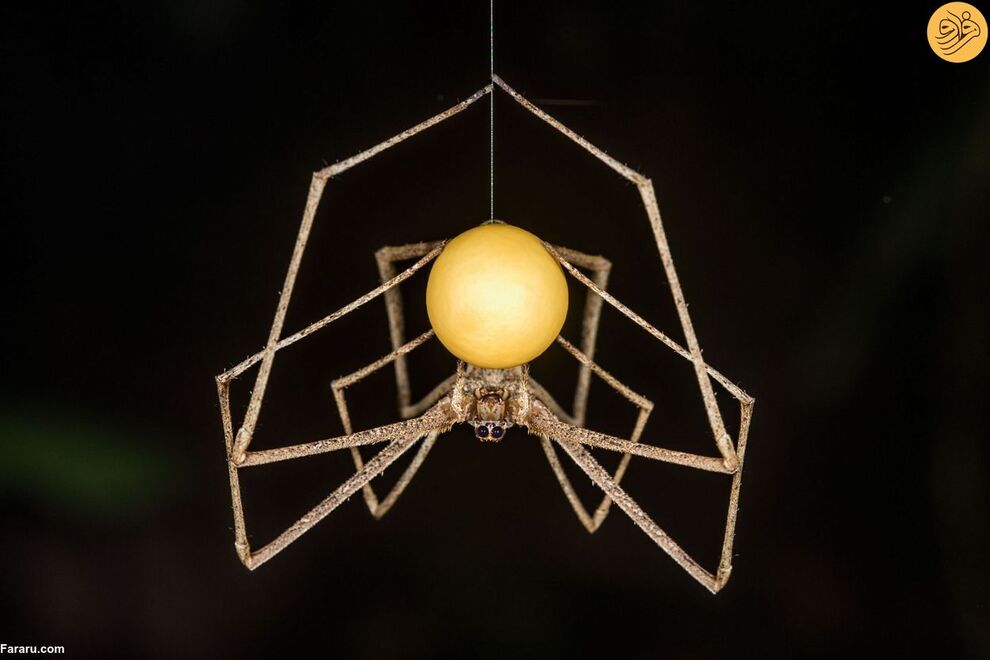 (تصاویر) مسابقه عکاسی حفاظت از طبیعت در سال ۲۰۲۳