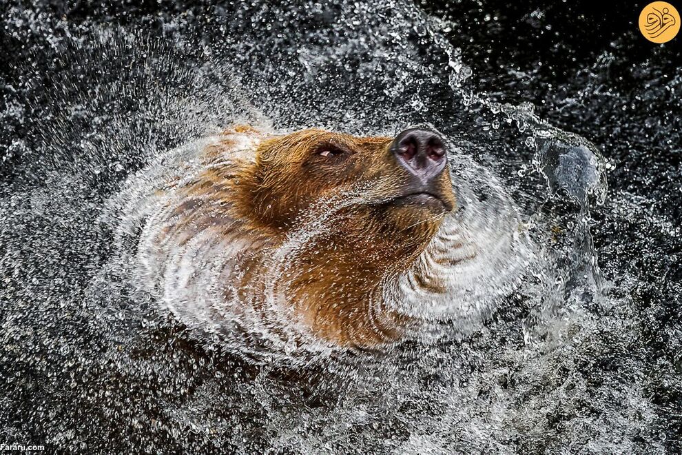 (تصاویر) مسابقه عکاسی حفاظت از طبیعت در سال ۲۰۲۳