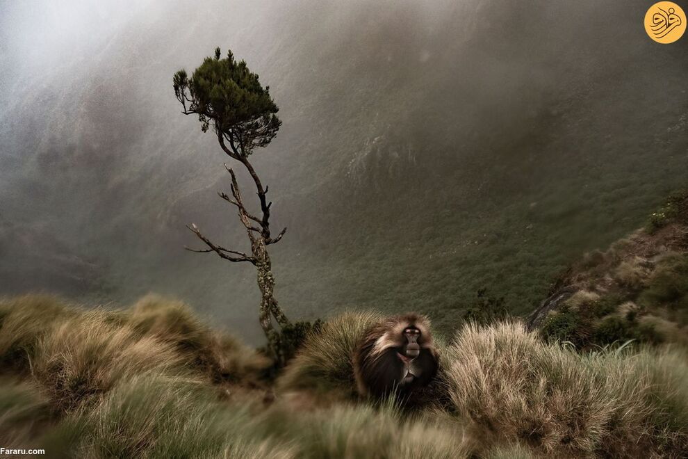 (تصاویر) مسابقه عکاسی حفاظت از طبیعت در سال ۲۰۲۳