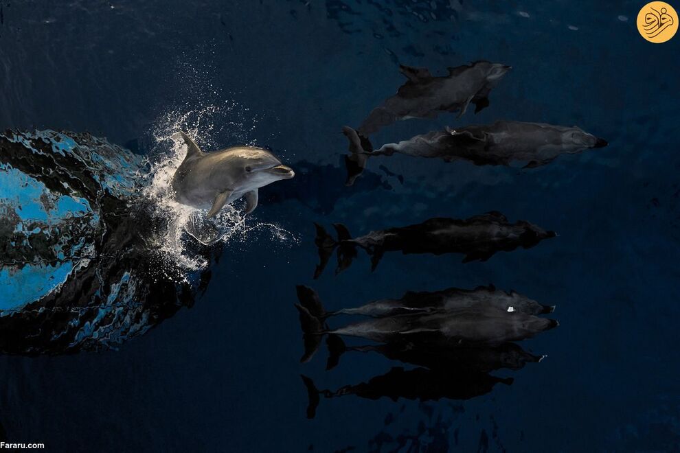 (تصاویر) مسابقه عکاسی حفاظت از طبیعت در سال ۲۰۲۳