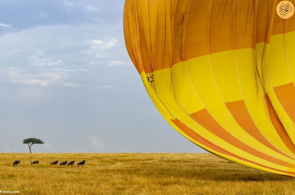 (تصاویر) مسابقه عکاسی حفاظت از طبیعت در سال ۲۰۲۳