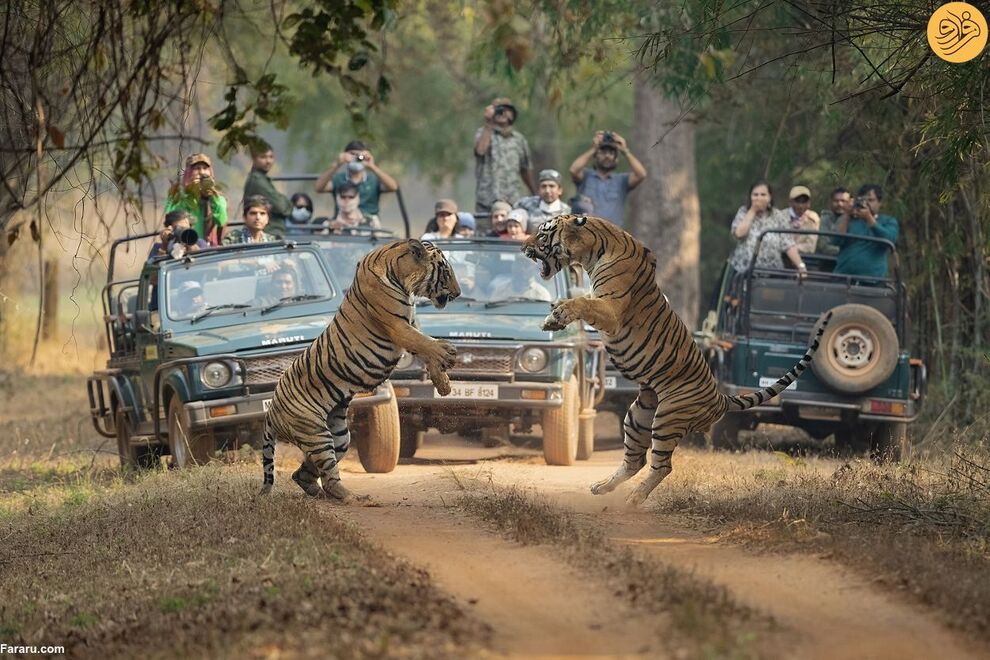 (تصاویر) مسابقه عکاسی حفاظت از طبیعت در سال ۲۰۲۳