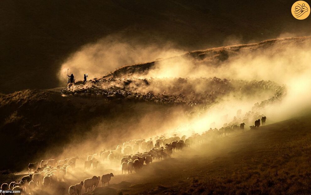 (تصاویر) مسابقه عکاسی حفاظت از طبیعت در سال ۲۰۲۳