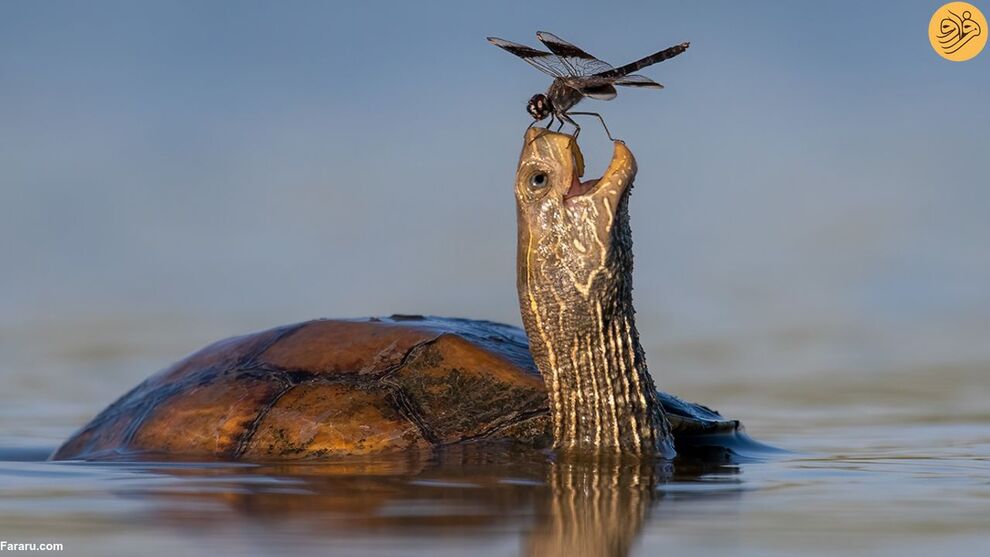 (تصاویر) کانگوروی گیتاریست بهترین عکس مسابقه طنز حیات وحش ۲۰۲۳