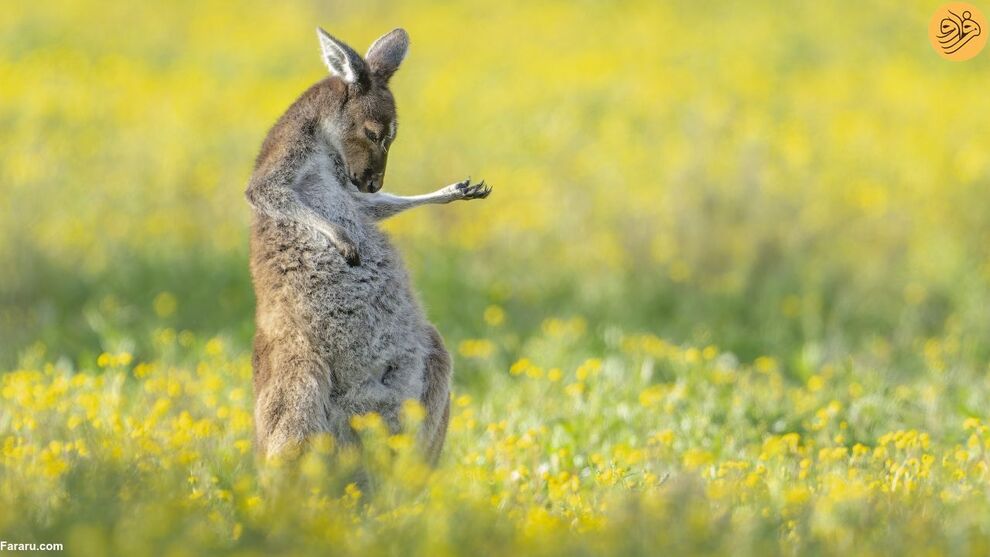 (تصاویر) کانگوروی گیتاریست بهترین عکس مسابقه طنز حیات وحش ۲۰۲۳