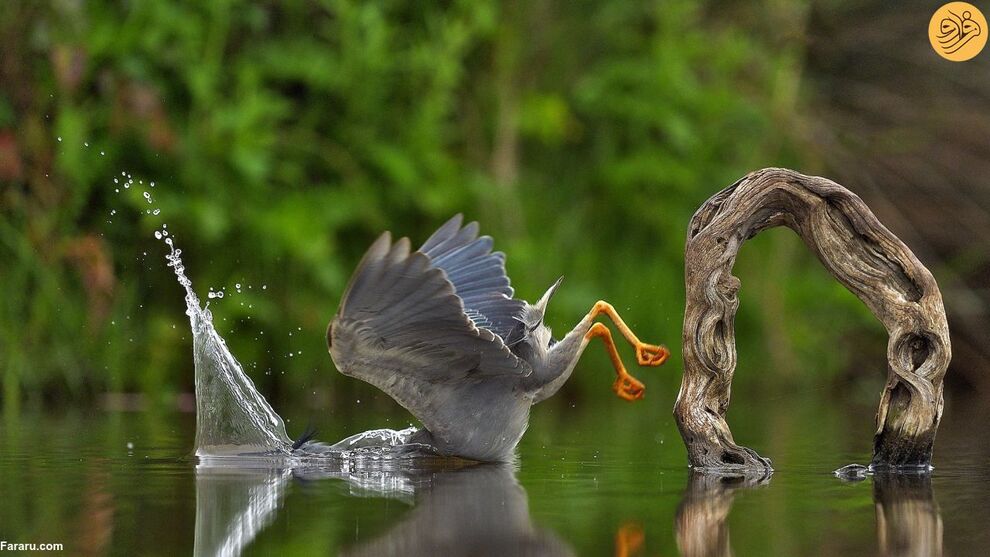 (تصاویر) کانگوروی گیتاریست بهترین عکس مسابقه طنز حیات وحش ۲۰۲۳