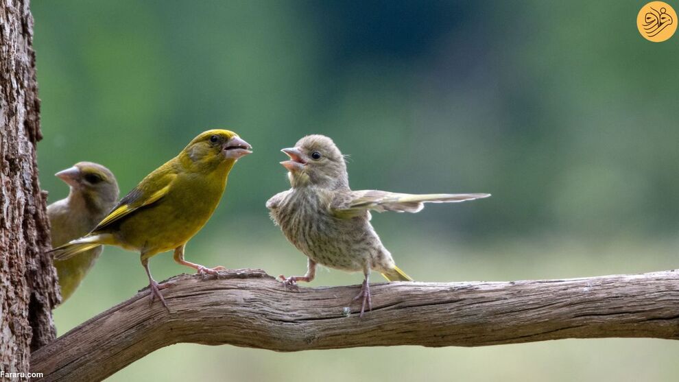 (تصاویر) کانگوروی گیتاریست بهترین عکس مسابقه طنز حیات وحش ۲۰۲۳