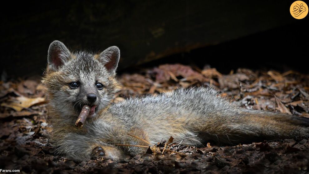 (تصاویر) کانگوروی گیتاریست بهترین عکس مسابقه طنز حیات وحش ۲۰۲۳