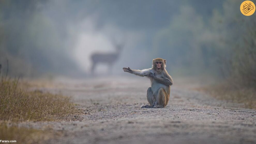 (تصاویر) کانگوروی گیتاریست بهترین عکس مسابقه طنز حیات وحش ۲۰۲۳