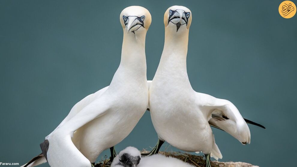 (تصاویر) کانگوروی گیتاریست بهترین عکس مسابقه طنز حیات وحش ۲۰۲۳