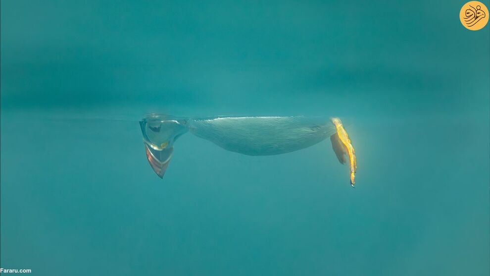 (تصاویر) کانگوروی گیتاریست بهترین عکس مسابقه طنز حیات وحش ۲۰۲۳