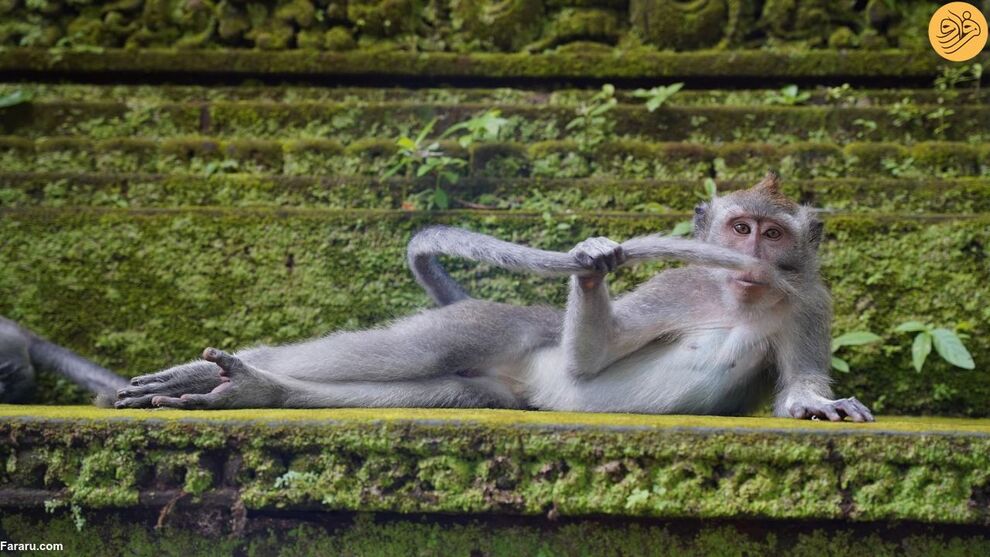 (تصاویر) کانگوروی گیتاریست بهترین عکس مسابقه طنز حیات وحش ۲۰۲۳