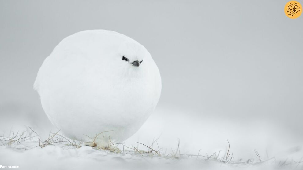 (تصاویر) کانگوروی گیتاریست بهترین عکس مسابقه طنز حیات وحش ۲۰۲۳