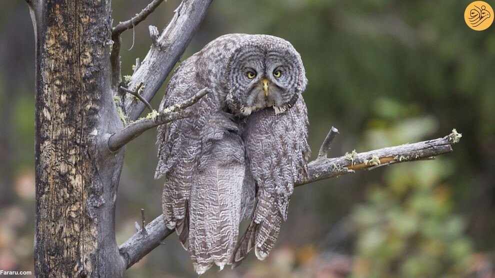 (تصاویر) کانگوروی گیتاریست بهترین عکس مسابقه طنز حیات وحش ۲۰۲۳