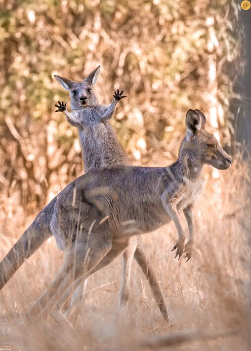 (تصاویر) کانگوروی گیتاریست بهترین عکس مسابقه طنز حیات وحش ۲۰۲۳