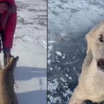 لحظه نجات یک گوزن گیر افتاده در دریاچه یخ‌ زده (فیلم)
