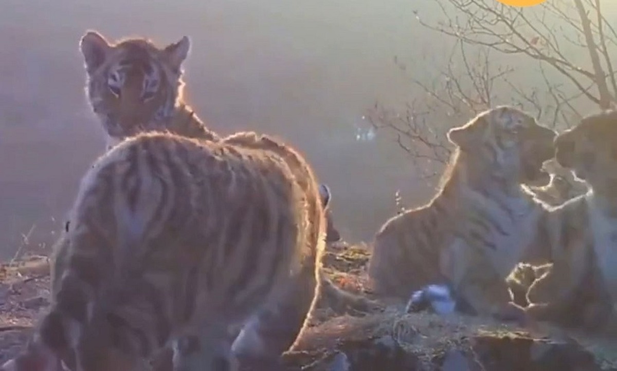 تصویری نادر از چهار توله ببر سیبری (فیلم) تصویری نادر از چهار توله ببر سیبری (فیلم)