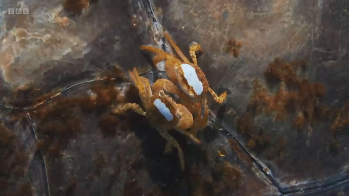 یک عاشقانه عجیب در اقیانوس/ خیلی اتفاقی، یک لاکپشت هنگام شنا کردن خانه دو خرچنگ میشود (فیلم) یک عاشقانه عجیب در اقیانوس/ خیلی اتفاقی، یک لاکپشت هنگام شنا کردن خانه دو خرچنگ میشود (فیلم)