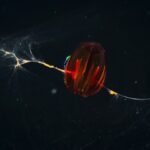 در عمق ۱۰۰۰ متری اقیانوس چه خبر است؟ حیواناتی شبیه فیلم‌های علمی تخیلی/ کشف یک حیوان ۴۵ متری! (فیلم)