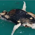 به این دلایل نباید به نهنگ مرده نزدیک شوید (فیلم)