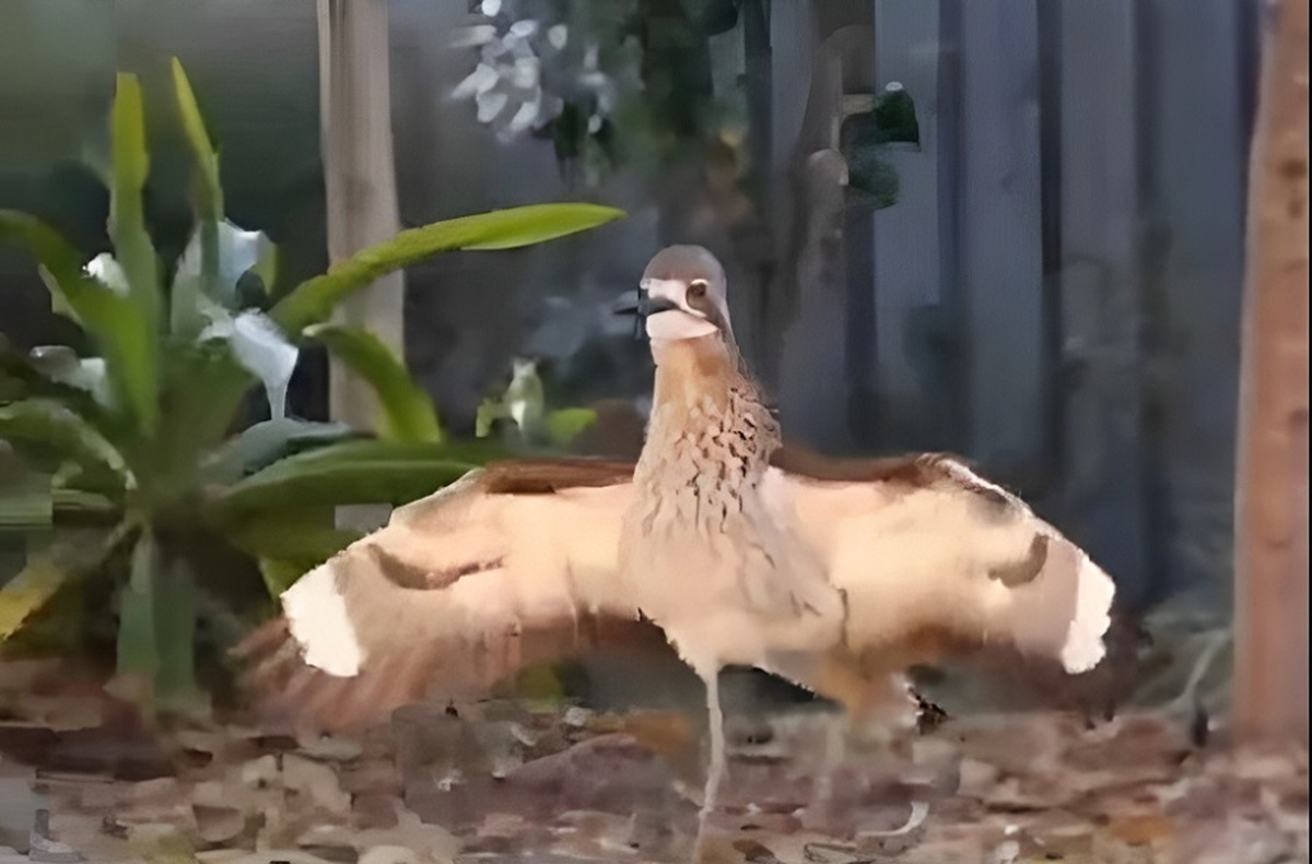 محافظت دیدنی پرنده مادر از جوجه‌ اش (فیلم)