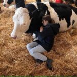 ۵۰ پوند بدهید و گاوها را ناز کنید؛ طرح یک مزرعه انگلیسی برای رفع استرس (فیلم)