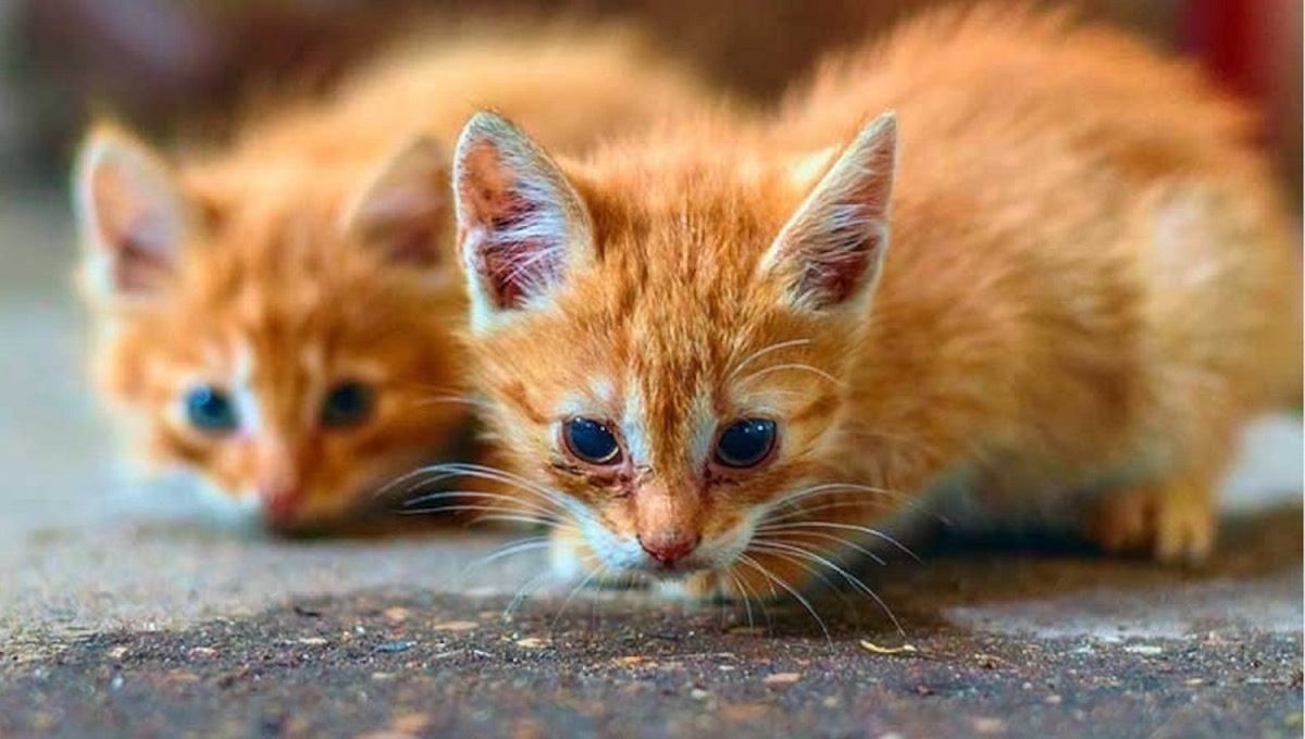 عشق گربه مادر برای پس گرفتن بچه اش (فیلم)